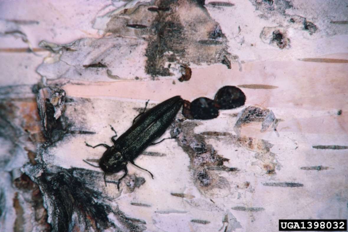 Frisch geschlüpfter Agrilus anxius Käfer mit D-förmigen Ausbohrlöchern